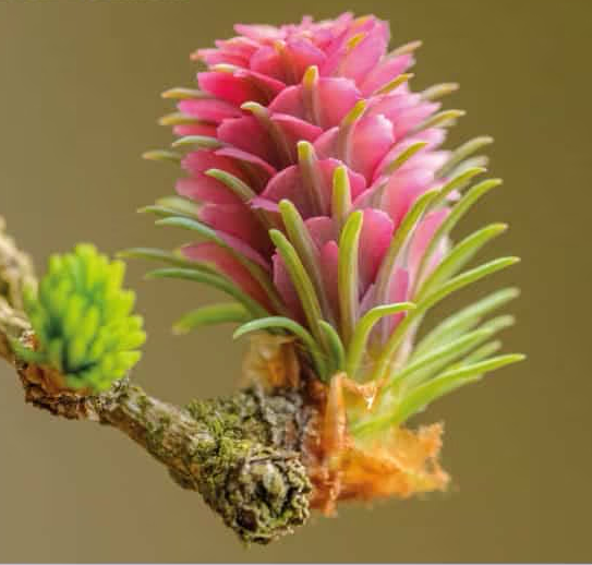 Fiori di Bach