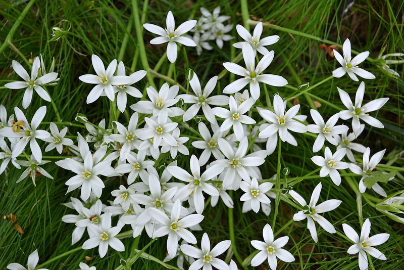 Fiori di Bach